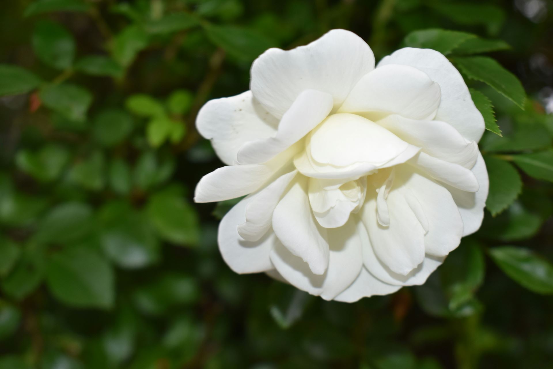A white rose